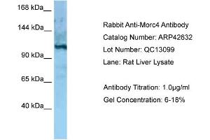 Western Blotting (WB) image for anti-MORC Family CW-Type Zinc Finger 4 (MORC4) (C-Term) antibody (ABIN2775506) (MORC4 anticorps  (C-Term))