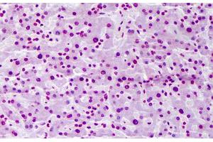 Anti-FBXW7 antibody IHC staining of human liver. (FBXW7 anticorps  (AA 599-708))