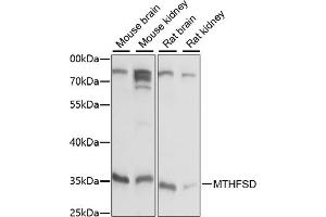 Western blot analysis of extracts of various cell lines, using MTHFSD antibody (ABIN7268486) at 1:1000 dilution. (MTHFSD anticorps  (AA 1-383))