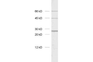dilution: 1 : 1000, sample: rat brain homogenate. (BNIP1 anticorps  (AA 5-105))