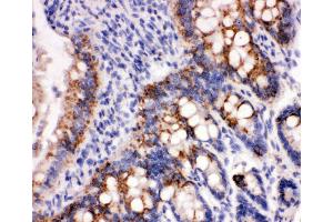 Anti-Peroxiredoxin 3 antibody, IHC(P) IHC(P): Rat Intestine Tissue