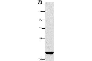 Western blot analysis of A549 cell, using GAPDHS Polyclonal Antibody at dilution of 1:375