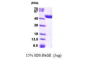 SDS-PAGE (SDS) image for Crystallin, Zeta, Homolog (AA 1-349) protein (His tag) (ABIN666991)