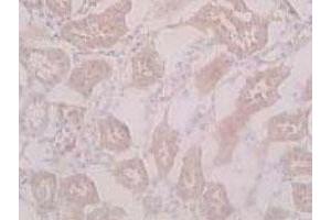 Imunohistochemical analysis of mouse kidney tissue, using Slc7a11 polyclonal antibody  . (SLC7A11 anticorps)