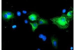Immunofluorescence (IF) image for anti-Schwannomin Interacting Protein 1 (SCHIP1) antibody (ABIN1500823) (SCHIP1 anticorps)
