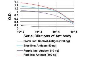 ELISA analysis of CCNE1 monoclonal antibody, clone 5F8C5  at 1:10000 dilution. (Cyclin E1 anticorps  (AA 307-410))