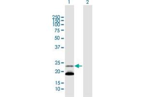 Western Blot analysis of IGLL1 expression in transfected 293T cell line by IGLL1 MaxPab polyclonal antibody.