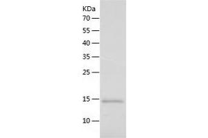 Western Blotting (WB) image for Cytochrome C, Somatic (CYCS) (AA 1-105) protein (His tag) (ABIN7122580)