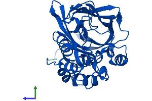 AlphaFold protein structure predicition of Human Recombinant NAT1 Protein, UniprotID P18440