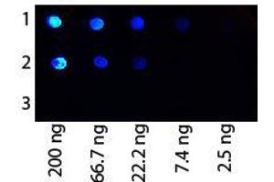 Image no. 1 for anti-Protein G antibody (FITC) (ABIN5596973) (Protein G anticorps  (FITC))
