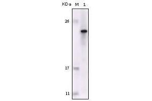 Western Blot showing FES antibody used against truncated FES recombinant protein. (FES anticorps)