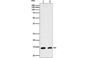 Western blot analysis of CRABP2 expression in (1) MCF7 cell lysate, (2) Mouse skin lysate.