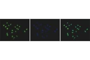 Immunofluorescent staining of Hela cell line with antibody followed by an anti-rabbit antibody conjugated to Alexa488 (left). (HIST3H2A anticorps  (C-Term))