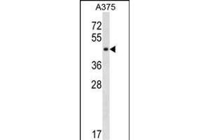 SUGT1 Antibody (C-term) (ABIN1537143 and ABIN2850187) western blot analysis in  cell line lysates (35 μg/lane). (SUGT1 anticorps  (C-Term))