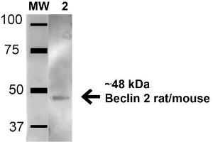 Western blot analysis of Mouse Brain cell lysates showing detection of 48. (Beclin 2 anticorps  (AA 410-421) (Atto 594))