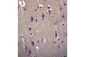 CARTPT Antibody immunohistochemistry analysis in formalin fixed and paraffin embedded human brain tissue followed by peroxidase conjugation of the secondary antibody and DAB staining. (CARTPT anticorps  (N-Term))