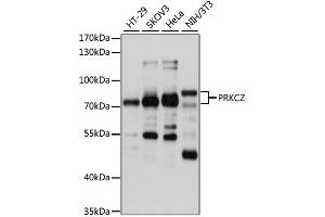Western blot analysis of extracts of various cell lines, using PRKCZ antibody (ABIN2564714) at 1:1000 dilution. (PKC zeta anticorps)