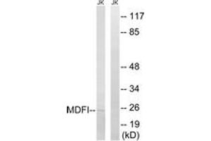 Western Blotting (WB) image for anti-MyoD Family Inhibitor (MDFI) (AA 103-152) antibody (ABIN2890427) (MDFI anticorps  (AA 103-152))