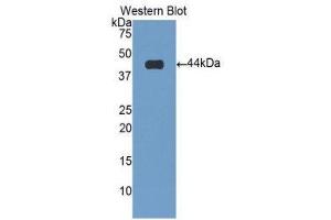 Western Blotting (WB) image for anti-Cardiac Troponin T (cTnT) (AA 2-100) antibody (ABIN1176064)