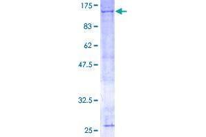 Image no. 1 for Anaphase Promoting Complex Subunit 2 (ANAPC2) (AA 1-822) protein (GST tag) (ABIN1345032)