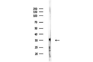 anti-Olfactory Receptor 1B1 (OR1B1) (Internal Region) antibody