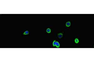 Immunofluorescent analysis of HepG2 cells using ABIN7170309 at dilution of 1:100 and Alexa Fluor 488-congugated AffiniPure Goat Anti-Rabbit IgG(H+L) (SSTR2 anticorps  (AA 304-369))