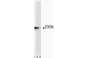 Western blot analysis of Drp1 on a HCT-8 cell lysate (Human colorectal adenocarcinoma, ATCC CCL-244). (Dynamin 1-Like anticorps  (AA 19-201))