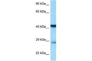 WB Suggested Anti-Stx7 Antibody Titration: 1. (Syntaxin 7 anticorps  (N-Term))