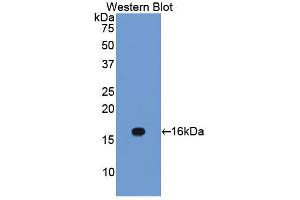 Western blot analysis of the recombinant protein. (Caveolin-1 anticorps  (AA 2-104))