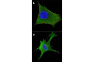 Immunofluorescence analysis of HeLa (A) and 3T3-L1 (B) cells using WNT1 monoclonal antibody, clone 10C8  (green).