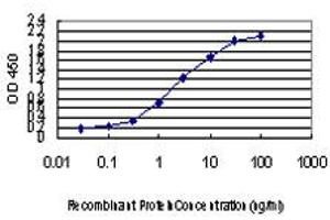 Detection limit for recombinant GST tagged CDK8 is approximately 0. (CDK8 anticorps  (AA 375-464))