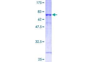 Image no. 1 for Flotillin 1 (FLOT1) (AA 1-427) protein (GST tag) (ABIN1354208)