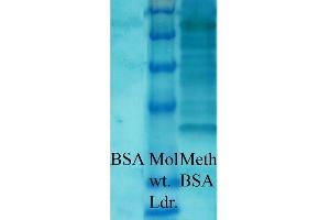 Western blot analysis of Bovine serum albumin showing detection of Methylated Lysine protein using Rabbit Anti-Methylated Lysine Polyclonal Antibody (ABIN5650776). (Lysine (lys) (methylated) anticorps)