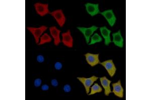 DRP1 Mouse Monoclonal Antibody staining HepG2 cells by IF/ICC. (Dynamin 1-Like anticorps  (C-Term))