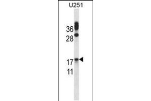 Western blot analysis in U251 cell line lysates (35ug/lane). (CGB anticorps  (AA 63-90))