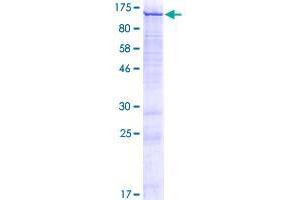 Image no. 1 for Cation Channel, Sperm Associated 1 (CATSPER1) (AA 1-780) protein (GST tag) (ABIN1348141)