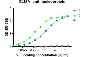 ELISA: anti-Nucleoprotein 1: (ABIN7538787) VLP_SARS-CoV-2 (M+E+N) 2: (ABIN7538786) VLP_SARS-CoV-2 (S+M+E+N) 3: (ABIN7538802) VLP_Norovirus GII.