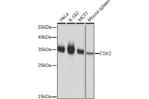 Western blot analysis of extracts of various cell lines, using CDK2 Rabbit pAb  at 1:1000 dilution. (CDK2 anticorps)