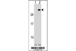 Western blot analysis of PGRMC2 using rabbit polyclonal PGRMC2 Antibody using 293 cell lysates (2 ug/lane) either nontransfected (Lane 1) or transiently transfected (Lane 2) with the PGRMC2 gene. (PGRMC2 anticorps  (C-Term))