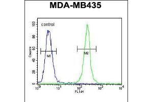 Flow cytometric analysis of MDA-MB435 cells (right histogram) compared to a negative control cell (left histogram). (TRHDE anticorps  (C-Term))