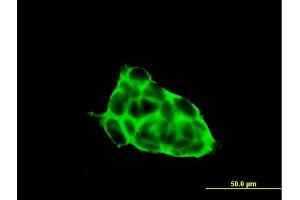 Immunofluorescence of purified MaxPab antibody to CACNG3 on 293 cell.