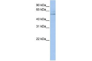 WB Suggested Anti-RUNX1 Antibody Titration:  0. (RUNX1 anticorps  (Middle Region))
