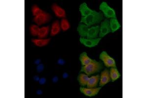 ABIN6258794 and ABIN6275896 staining Hela cells by IF/ICC. (FAM3D anticorps  (C-Term))