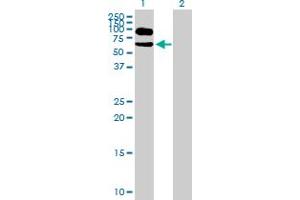 Western Blot analysis of ITFG1 expression in transfected 293T cell line by ITFG1 MaxPab polyclonal antibody. (ITFG1 anticorps  (AA 1-612))