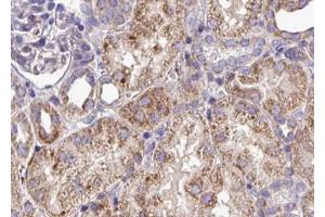ABIN6268802 at 1/100 staining human kidney tissue sections by IHC-P.