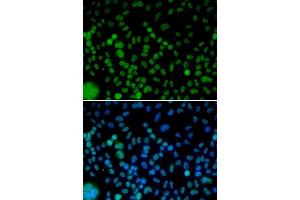 Immunofluorescence (IF) image for anti-Interferon Regulatory Factor 2 (IRF2) (AA 120-349) antibody (ABIN3023367) (IRF2 anticorps  (AA 120-349))