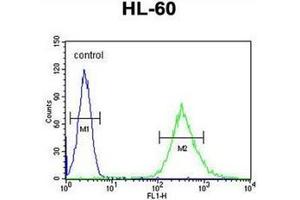 Flow cytometric analysis of HL-60 cells using ENASE Antibody  (right histogram) compared to a negative control cell (left histogram).