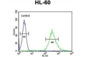 Flow cytometric analysis of HL-60 cells using ENASE Antibody  (right histogram) compared to a negative control cell (left histogram). (ENGASE anticorps  (Middle Region))