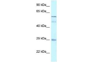 Western Blot showing GFRA4 antibody used at a concentration of 1 ug/ml against 721_B Cell Lysate (GFRA4 anticorps  (C-Term))