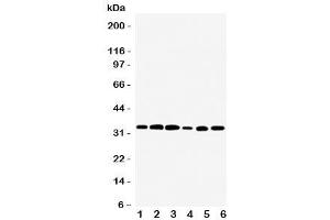 Western blot testing of TAZ antibody and rat samples 1:  skeletal muscle (TAZ anticorps  (Middle Region))